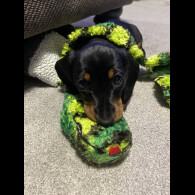 Dachshund (Standard &amp; Miniature) - Both