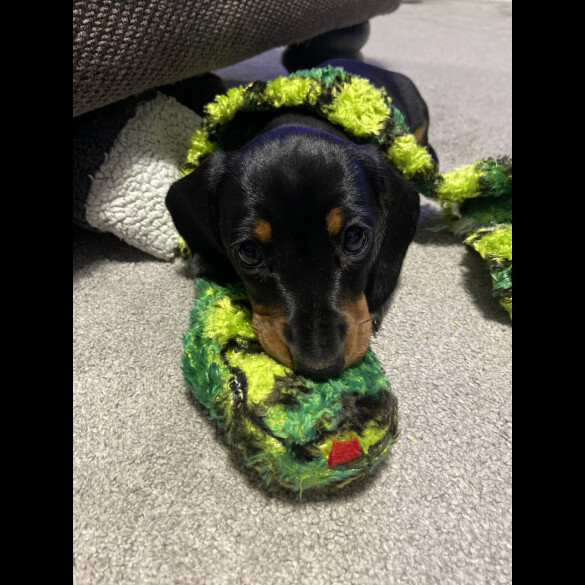 Dachshund (Standard &amp; Miniature) - Both