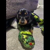 Dachshund (Standard &amp; Miniature) - Both