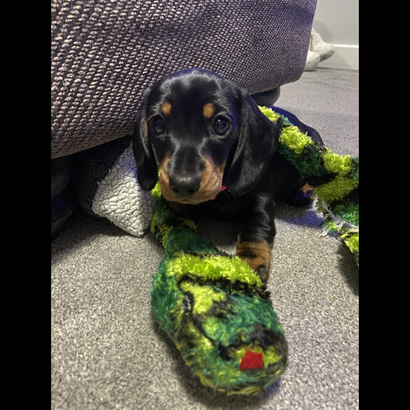 Dachshund (Standard &amp; Miniature) - Both