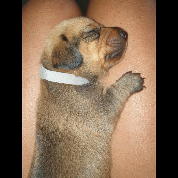 Dachshund (Standard &amp; Miniature) - Both