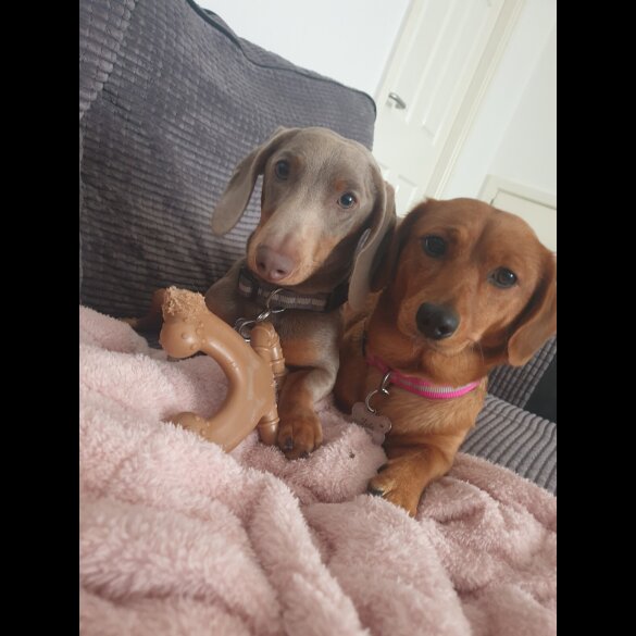Dachshund (Standard &amp; Miniature) - Both