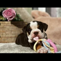 Dorset Olde Tyme Bulldogge - Both