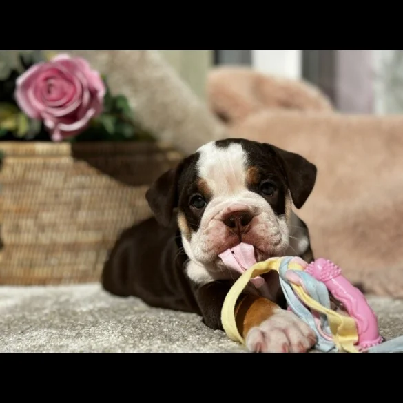 Dorset Olde Tyme Bulldogge - Both