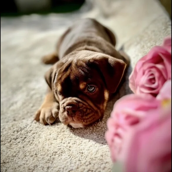 Dorset Olde Tyme Bulldogge - Both