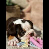 Dorset Olde Tyme Bulldogge - Both