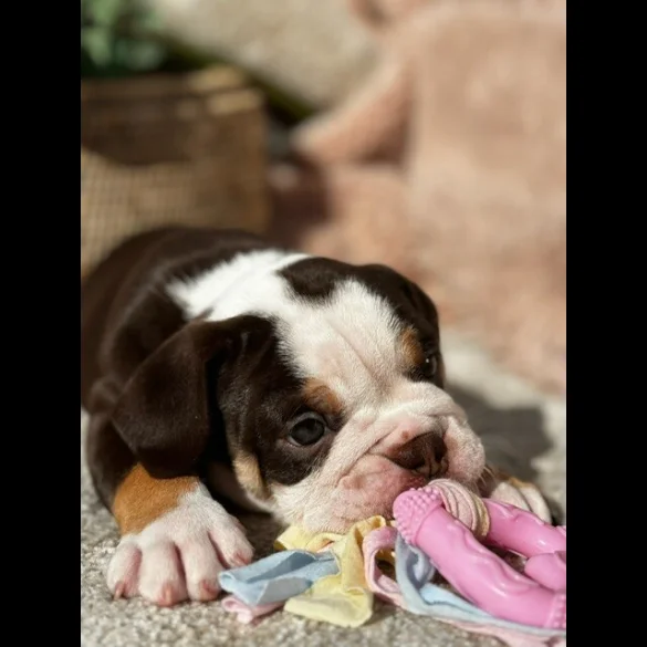 Dorset Olde Tyme Bulldogge - Both