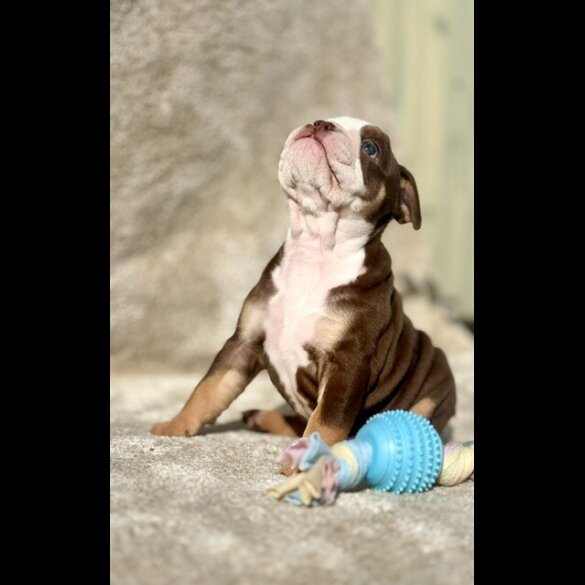 Dorset Olde Tyme Bulldogge - Both