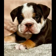 Dorset Olde Tyme Bulldogge - Both