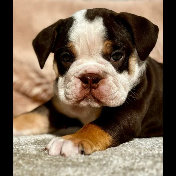 Dorset Olde Tyme Bulldogge - Both