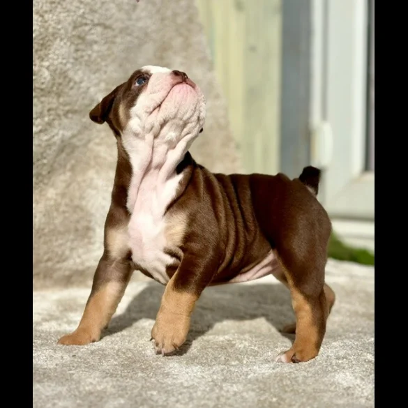 Dorset Olde Tyme Bulldogge - Both