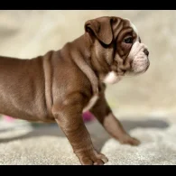 Dorset Olde Tyme Bulldogge - Both