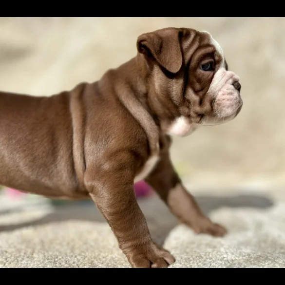 Dorset Olde Tyme Bulldogge - Both