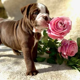 Dorset Olde Tyme Bulldogge - Both