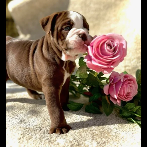 Dorset Olde Tyme Bulldogge - Both