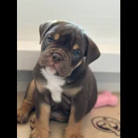 Dorset Olde Tyme Bulldogge - Both