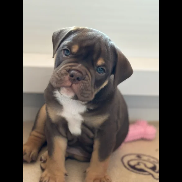 Dorset Olde Tyme Bulldogge - Both