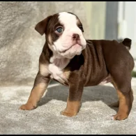 Dorset Olde Tyme Bulldogge - Both