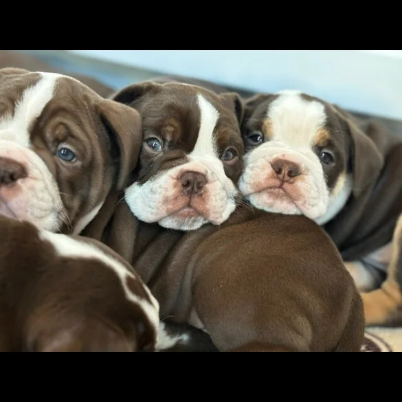 Dorset Olde Tyme Bulldogge - Both