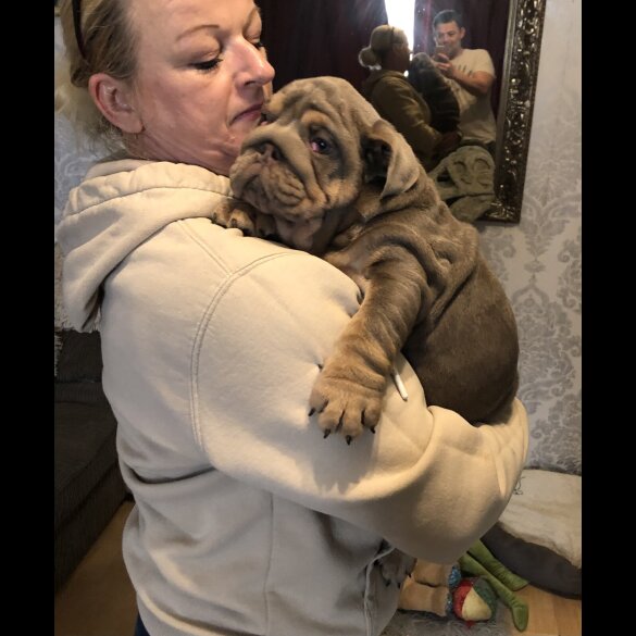English Bulldog - Both
