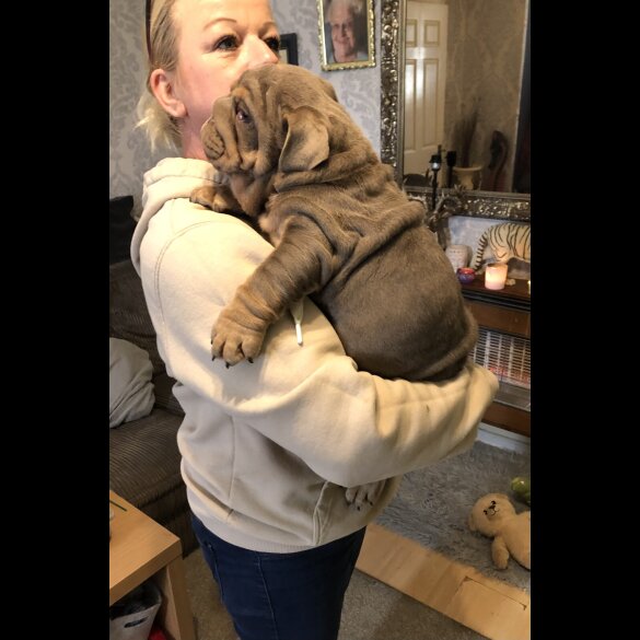 English Bulldog - Both