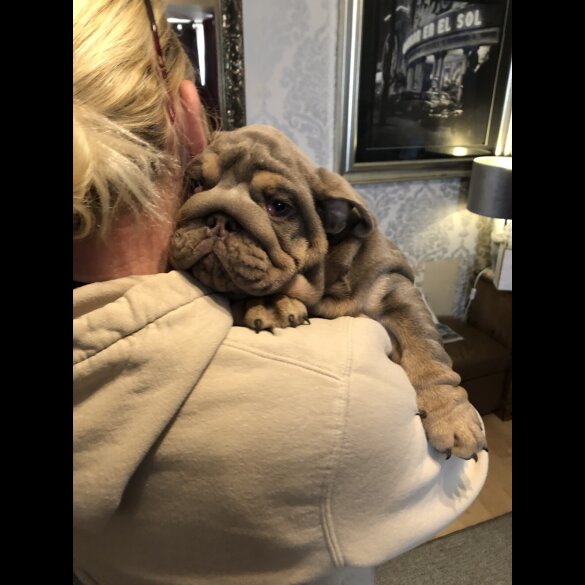 English Bulldog - Both