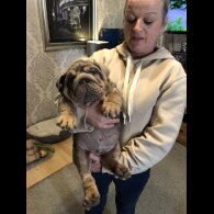 English Bulldog - Both