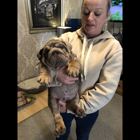 English Bulldog - Both