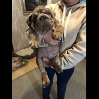 English Bulldog - Both