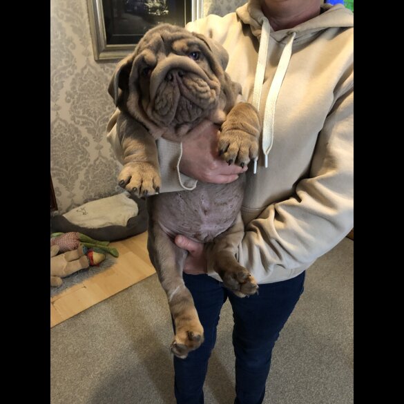 English Bulldog - Both