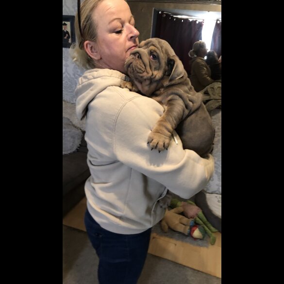 English Bulldog - Both