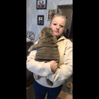 English Bulldog - Both