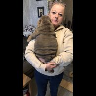 English Bulldog - Both