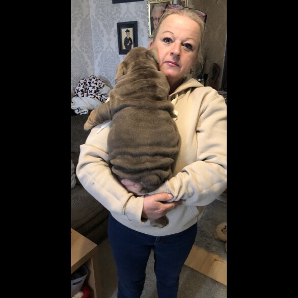 English Bulldog - Both