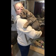 English Bulldog - Both