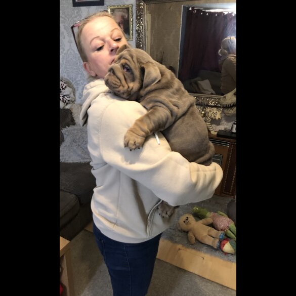 English Bulldog - Both