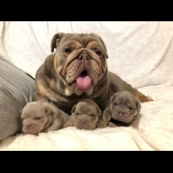 English Bulldog - Both