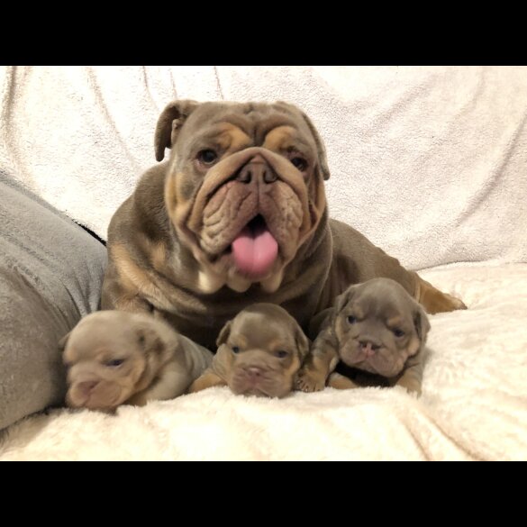 English Bulldog - Both