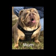 English Bulldog - Both