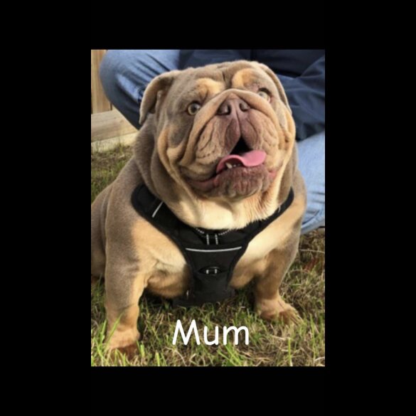 English Bulldog - Both