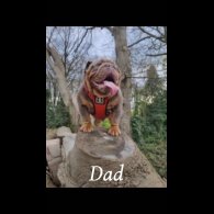 English Bulldog - Both