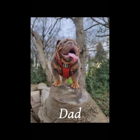 English Bulldog - Both