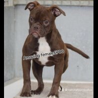 English Bulldog - Both