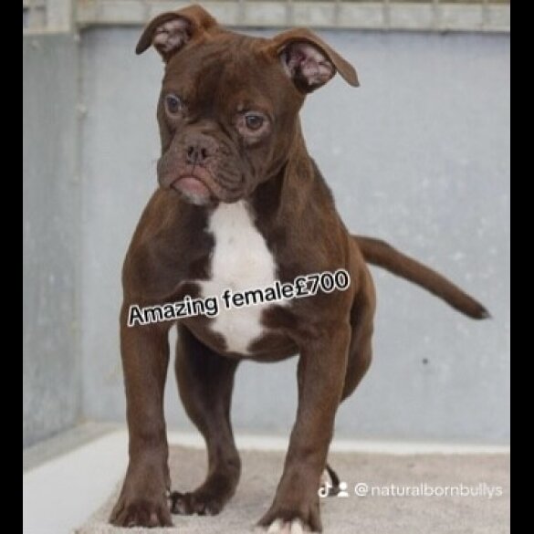 English Bulldog - Both