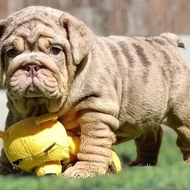 English Bulldog - Both