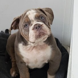 English Bulldog - Both