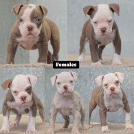 English Bulldog - Both