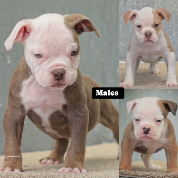 English Bulldog - Both