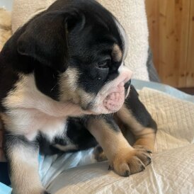 English Bulldog - Both