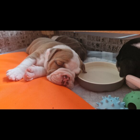 English Bulldog - Both